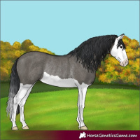Horse Color:Grullo Splash Rabicano