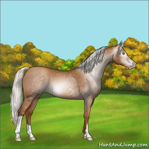 Horse Color:Gray Silver Classic Champagne 