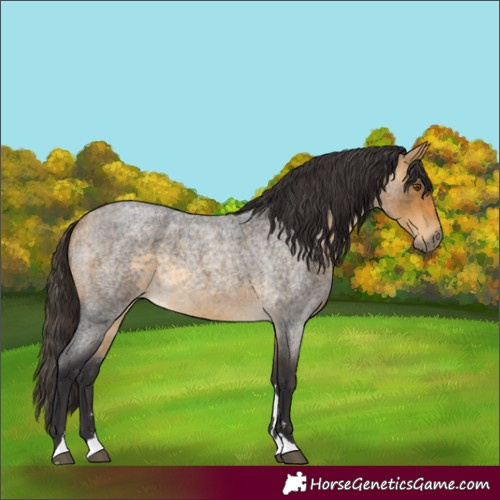 Horse Color:Buckskin Roan 