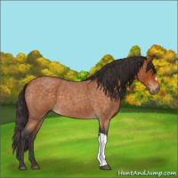 Horse Color:Buckskin Roan 