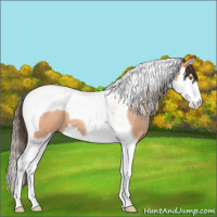 Horse Color:Amber Champagne Splash Tobiano