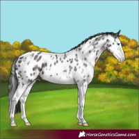 Horse Color:Brown Sabino Splash Near Leopard