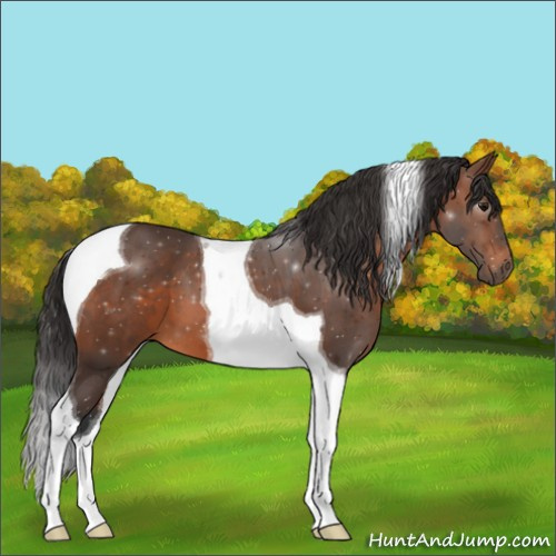 Horse Color:Brown Tobiano 