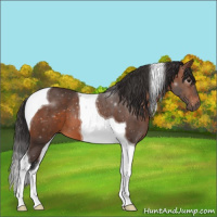 Horse Color:Brown Tobiano 