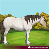 Horse Color:Classic Cream Champagne Roan Dun Tobiano Rabicano