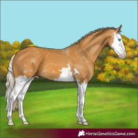 Horse Color:Palomino Splash