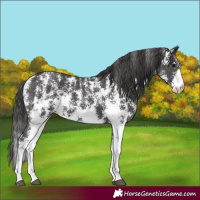 Horse Color:Smoky Black Sabino