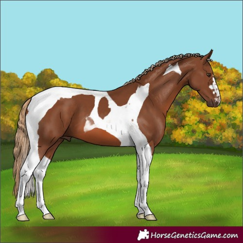 Horse Color:Chestnut Tobiano