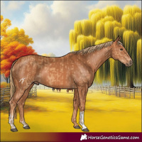 Horse Color:Chestnut  and Chestnut 