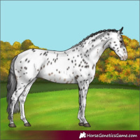Horse Color:Brown Sabino Appaloosa 