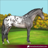 Horse Color:Brown Appaloosa 