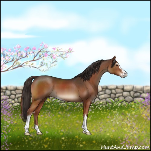 Horse Color:Liver Chestnut Sabino 