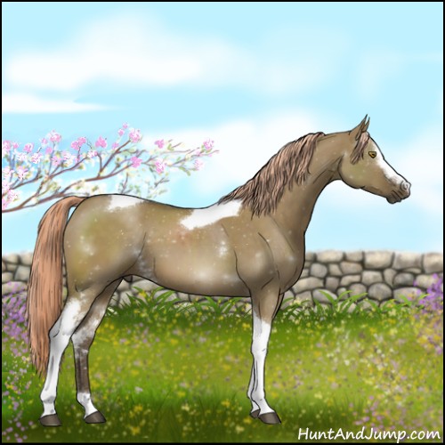 Horse Color:White Spotted Chocolate Palomino Dun Tobiano 
