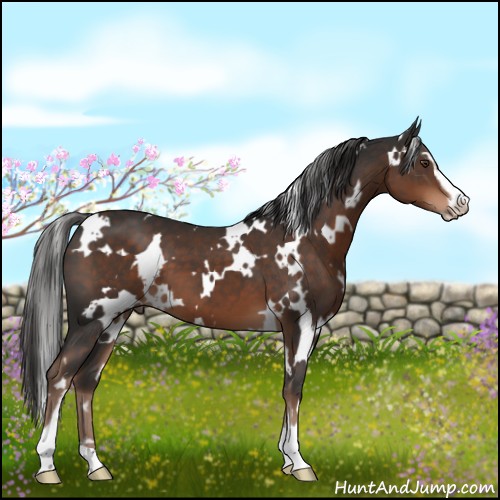 Horse Color:White Spotted Liver Chestnut Sabino 