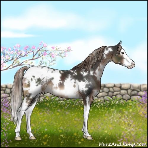 Horse Color:White Spotted Liver Chestnut Splash Appaloosa 