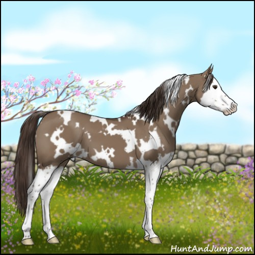 Horse Color:White Spotted Liver Red Dun Splash 