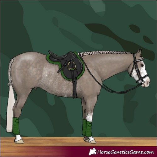 Horse Color:Silver Grullo Sabino Rabicano