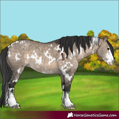 Horse Color:White Spotted Brown Dun Sabino 