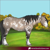 Horse Color:White Spotted Brown Dun Sabino