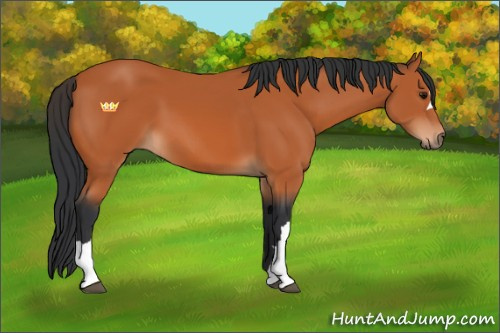 Horse Color:Bay 
