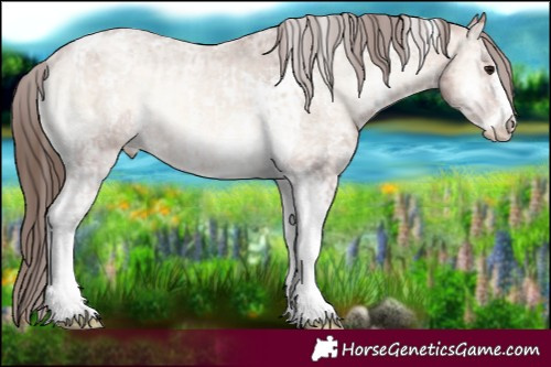 Horse Color:Sable Champagne Ice Onyx Sabino Tobiano Appaloosa  and Sable Champagne Ice Onyx Sabino Tobiano Appaloosa Rabicano 