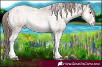 Horse Color:Sable Champagne Ice Onyx Sabino Tobiano Appaloosa  and Sable Champagne Ice Onyx Sabino Tobiano Appaloosa Rabicano 