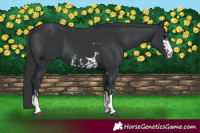 Horse Color:Black  and Black 