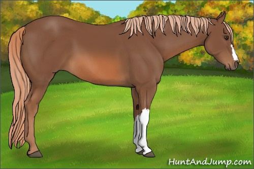 Horse Color:Chestnut 