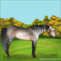 Horse Color:Gray White Spotted Buckskin Sabino