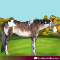 Horse Color:Brown Dun Sabino Brindle 