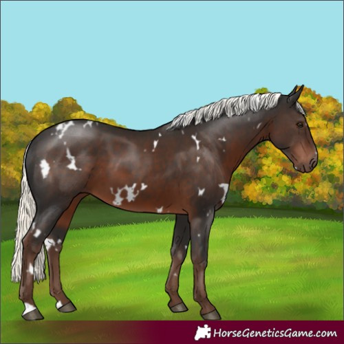 Horse Color:White Spotted Liver Chestnut Mushroom