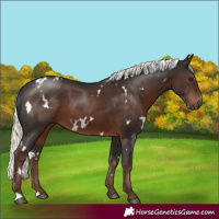 Horse Color:White Spotted Liver Chestnut Mushroom