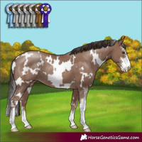 Horse Color:White Spotted Classic Champagne Sabino 
