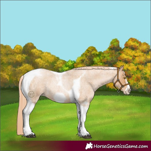 Horse Color:Red Roan Pearl Tobiano Frame 