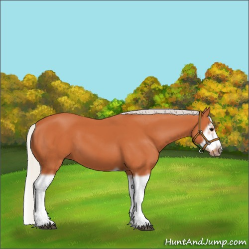 Horse Color:Silver Bay Splash Frame
