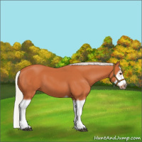 Horse Color:Silver Bay Splash Frame