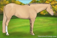 Horse Color:Gold Champagne 