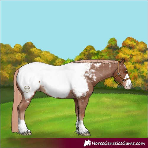 Horse Color:Chestnut Near Fewspot 