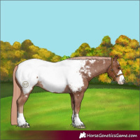 Horse Color:Chestnut Appaloosa 