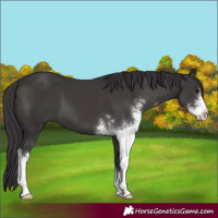 Horse Color:Smoky Black Sabino 