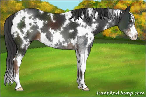Horse Color:White Spotted Liver Chestnut Sabino 