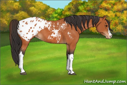 Horse Color:Bay Appaloosa