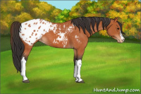 Horse Color:Bay Appaloosa 