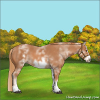 Horse Color:White Spotted Chestnut Sabino Frame