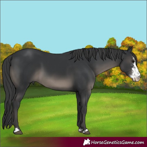Horse Color:Black Sabino