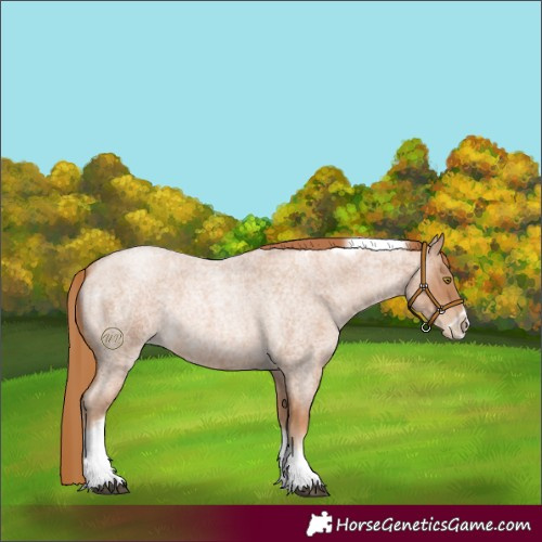 Horse Color:Red Roan Pearl Tobiano Frame 