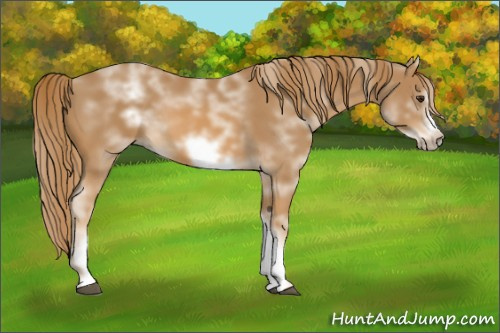 Horse Color:White Spotted Chestnut Sabino Frame 