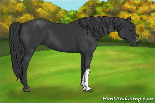 Horse Color:Black 