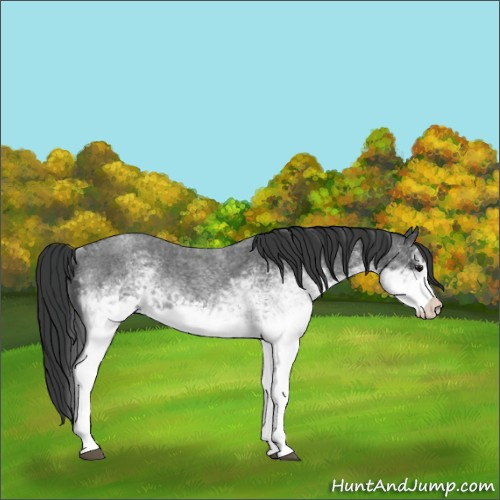 Horse Color:White Spotted Blue Roan 