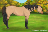 Horse Color:Bay Dun